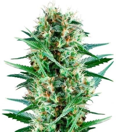 Семена сорта Royal Cookies fem (Royal Queen Seeds)