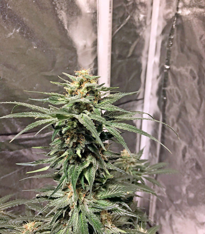 Семена сорта AK 48 fem (Nirvana Seeds)