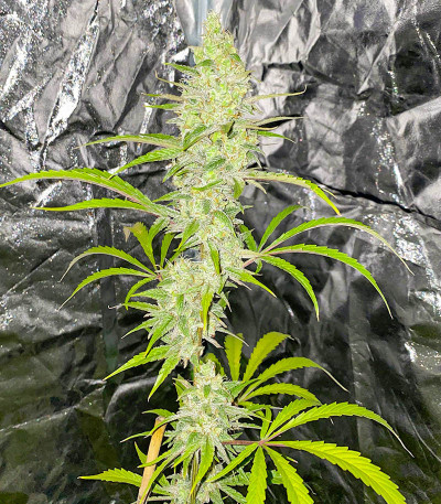 Семена сорта Auto Gelato #33 fem (Advanced Seeds)