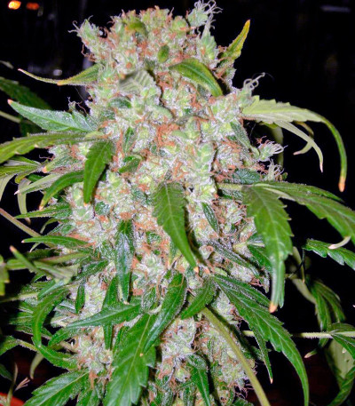 Семена сорта Auto Wembley fem (Pyramid Seeds)