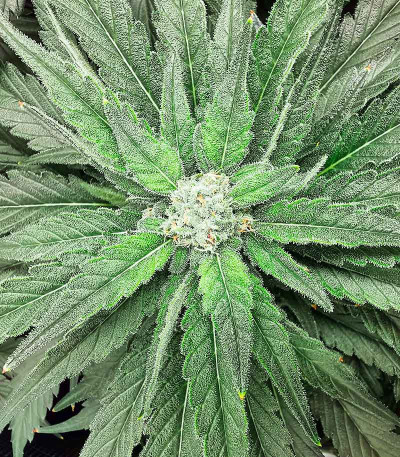 Семена сорта Bubba Kush fem