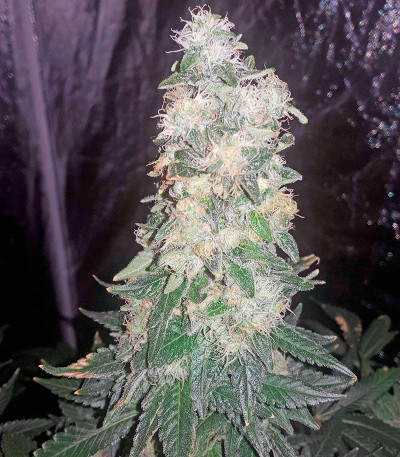 Семена сорта Bubba Kush fem (Humboldt Seeds)