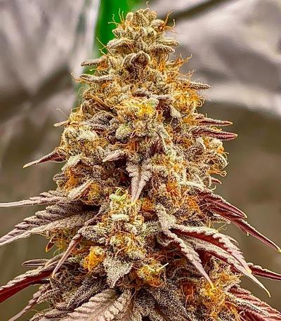 Семена сорта Scout Cookies Fast Version fem (Семяныч)