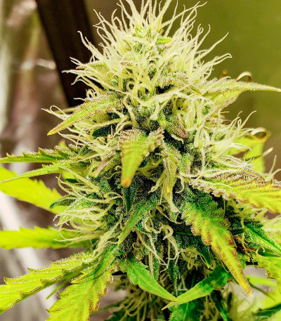 Семена сорта Sour Diesel Auto fem (Herbies Seeds)