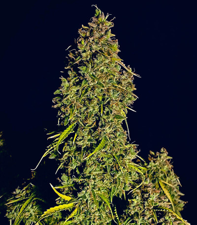 Семена сорта Strawberry Gorilla Auto fem (FastBuds)