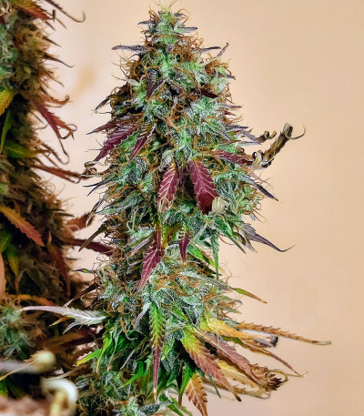 Семена сорта Blue Auto Mazar fem (Dutch Passion)