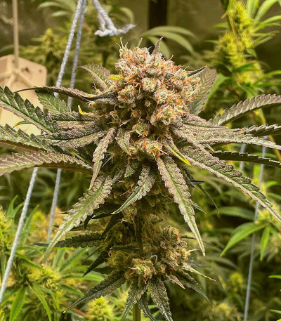 Семена сорта Candy Store RBX fem (Ethos Genetics)