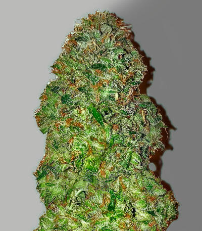 Семена сорта Da Vinci fem (UKHTA)