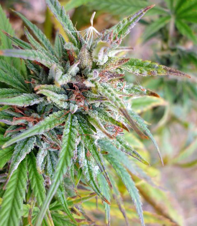 Семена сорта Medusa fem (Nirvana Seeds)