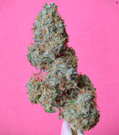 Семена сорта Original Blackberry auto fem (FastBuds)