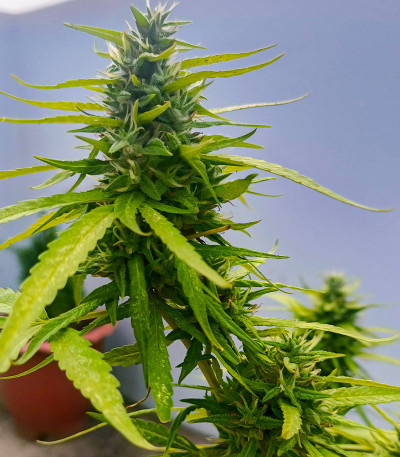 Семена сорта Lemon Cake Auto fem (High Speed ​​Buds)