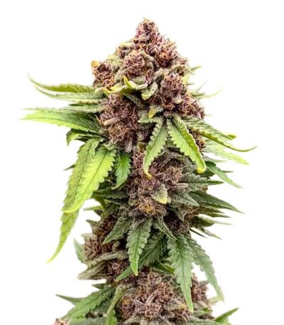 Семена сорта Cherry Cola Auto RF3 fem (FastBuds)