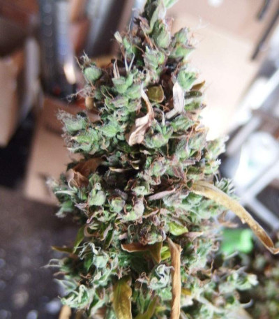 Семена сорта AK-49 fem (Vision Seeds)