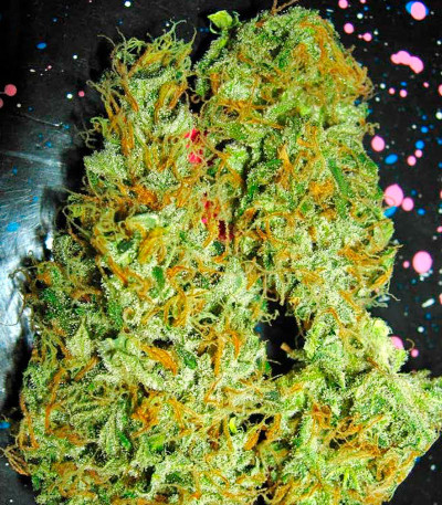 Семена сорта Aurora Indica regular (Nirvana Seeds)