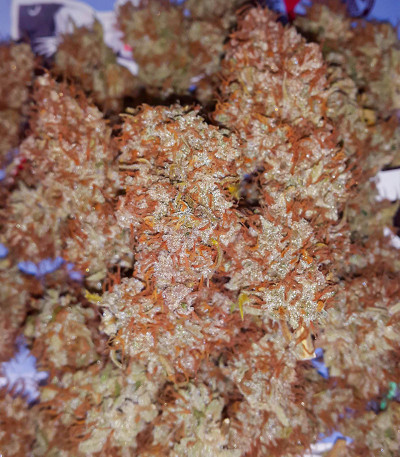 Семена сорта Auto Green Wild Shark fem (Victory Seeds)