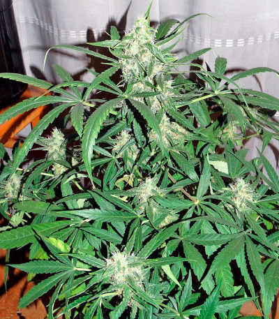 Семена сорта Auto Wembley fem (Pyramid Seeds)