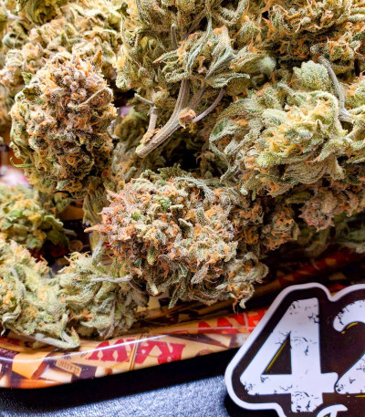 Семена сорта Forbidden Runtz Auto fem (FastBuds)