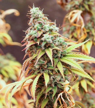 Семена сорта Shogun fem (Royal Queen Seeds)