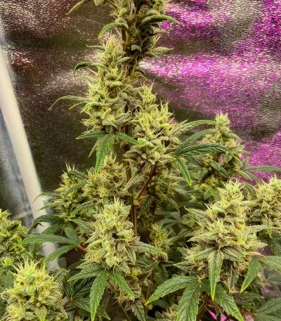 Семена сорта Special Tangie Auto fem (Семяныч)