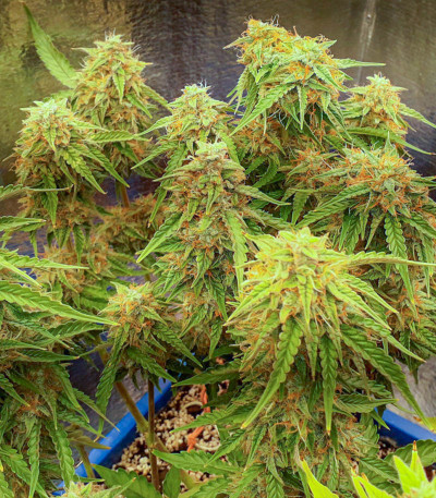 Семена сорта Super Skunk Auto fem (Семяныч)