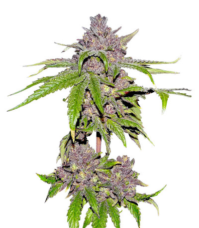 Семена сорта Papaya Sherbet fem (FastBuds)