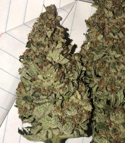 Семена сорта Northern Lights fem (Pyramid Seeds)