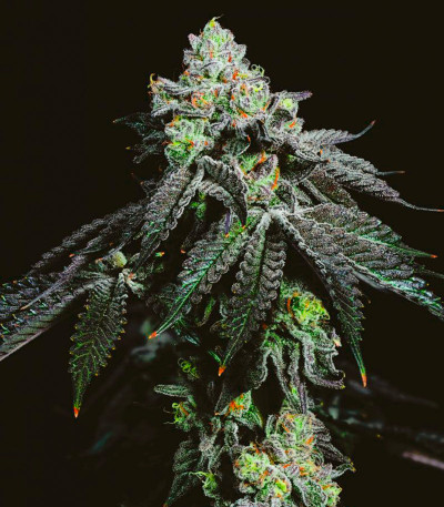 Семена сорта Wrank R2 fem (Ethos Genetics)