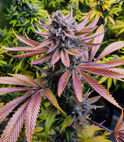 Семена сорта Kush Mintz fem (Barney's Farm)