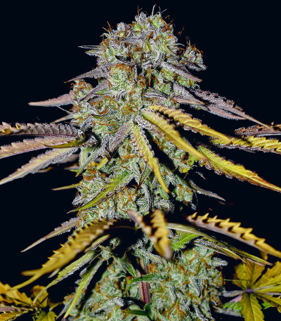 Семена сорта Medusa F1 Auto fem (RQS)