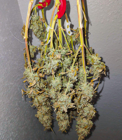 Семена сорта Medusa F1 Auto fem (RQS)