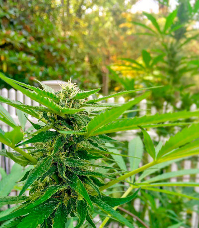 Семена сорта AK 48 reg (Nirvana Seeds)