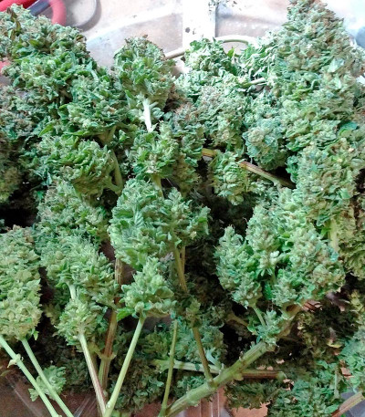 Семена конопли Blue Widow