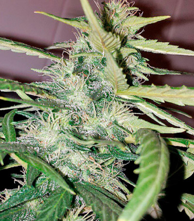 Семена сорта Bubblelicious fem (Nirvana Seeds)