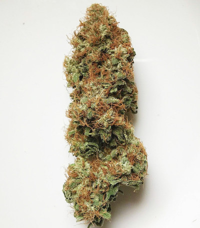 Семена сорта Euforia reg (Dutch Passion)