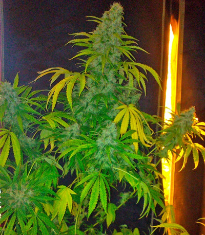 Семена сорта Opium fem (Paradise Seeds)