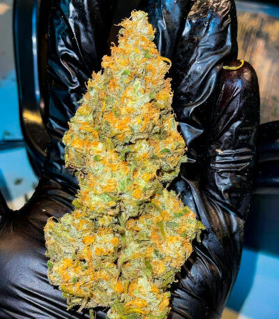 Семена сорта Sour Diesel x OG Kush fem (Seedkeepers)