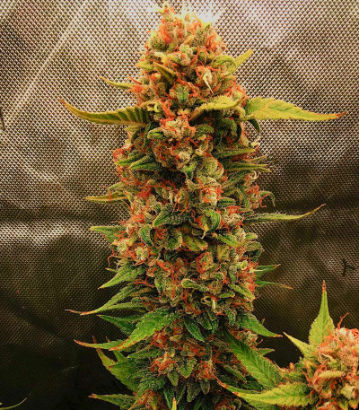 Семена сорта Sour Jealousy Auto fem (FastBuds)