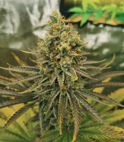 Семена сорта Sugar Bomb Punch fem (Dutch Passion)