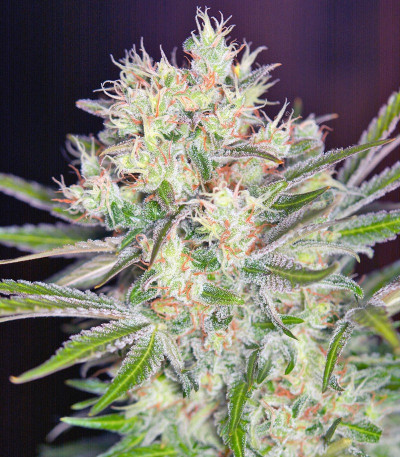 Семена сорта S.A.D. Sweet Afgani Delicious F1 Fast Version fem (Sweet Seeds)