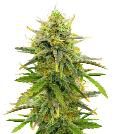 Семена сорта Sour Diesel Autoflower fem (Seedkeepers)