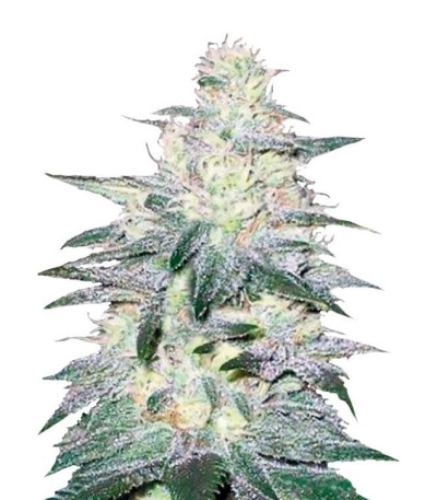 Семена сорта Locomotive fem