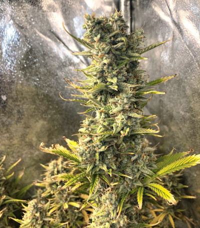 Семена сорта Auto Glueberry O.G. fem (Dutch Passion)