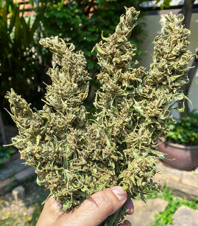 Семена сорта Golosa fem (Delicious Seeds)