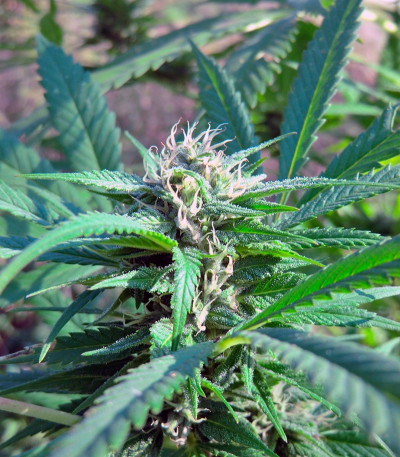 Семена сорта Hollands Hope reg (Dutch Passion)