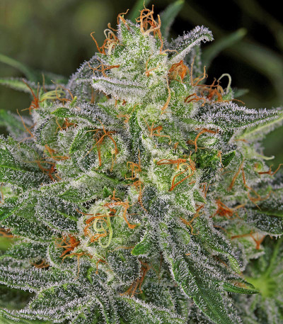 Семена сорта Serious Kush fem (Serious Seeds)