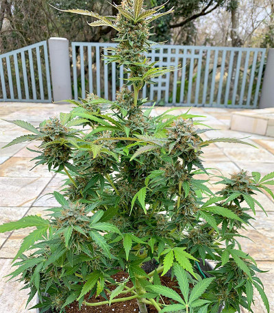 Семена сорта Auto Green Wild Shark fem (Victory Seeds)