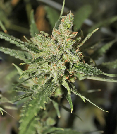 Семена сорта Amnesia Auto fem (Семяныч)