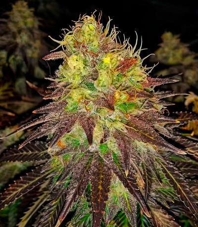 Семена сорта Mandarin Cookies fem (7CH American)