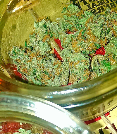 Семена сорта Papaya fem