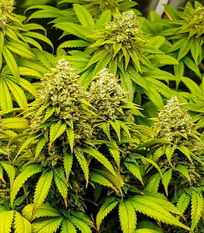 Семена сорта Purple OG Punch fem (Dutch Passion)